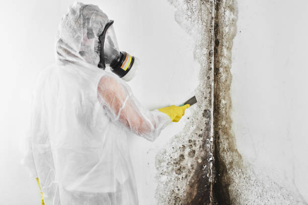 Professional Mold Remediation in England, AR